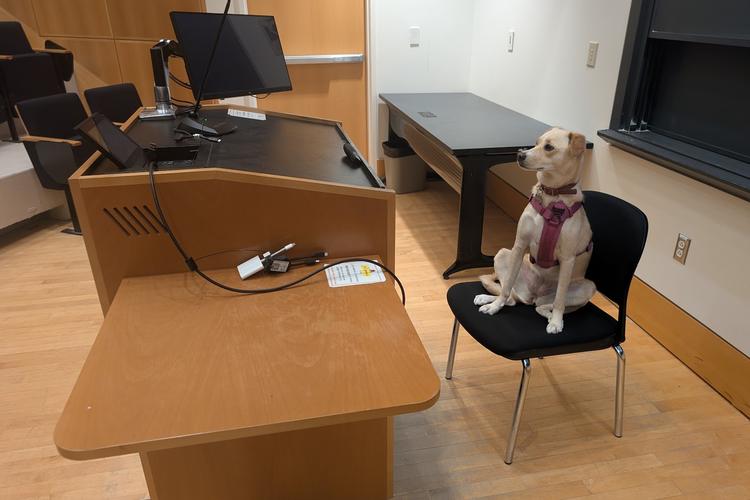 dog